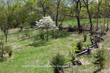 A premium quality art print of Chestnut Rail Fence on Abandoned Farmstead for sale by Brandywine General Store