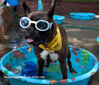 An art print of Chillin Dog in the Pool  showing a cool dog in sunglasses and yellow bandanna