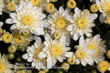 A premium quality botanical art print of Chrysanthemum Buds and Blooms Overlapping