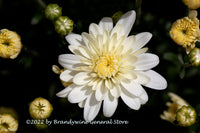 A premium quality botanical art print of Chrysanthemum A Single White Bloom Surrounded by Buds for sale by Brandywine General Store