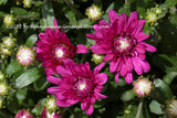 A premium quality botanical art print of Chrysanthemum A Trio of Purple Blooms
