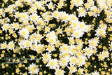 A premium quality art print of Chrysanthemums A Sea of White Blooms and Buds