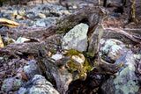 art print of a nest of rocks and moss made in driftwood