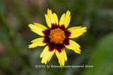 A premium quality botanical art print of Coreopsis a Yellow and Red Flower
