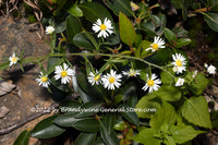 art print of Wild Daisies Hanging over Rock and Fall Greenery