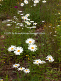 A premium quality botanical print of Daisies and Purple Flower in the Wild