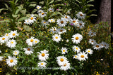 A botanical art print of Daisies and Yellow Wildflowers by a Tree