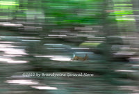 A premium quality man cave print of Deer Running to Fast for the Camera, good picture for the mancave