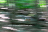 art print of Deer Running to Fast for the Camera