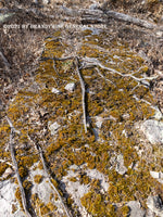 Art print of Desolate Mossy Rock Landscape showing a huge flat rock covered in dried green mosses