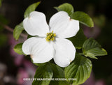 Art print of Dogwood a Large Single White Bloom with an added oil painting effect