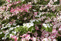 Art print of Dogwood Blooms in a Myriad of Colors
