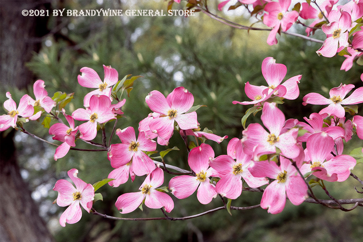 An art print of Dogwood Branch in Pink with Curved Pine Trunk