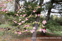 A fine art print of Dogwood in the Piney Woods