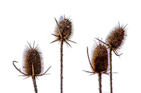 An art print of an unusual winter landscape of dried teasel heads dancing in the snow