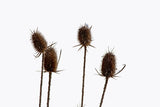 A fine art print of tall dried teasel stalks in the snow