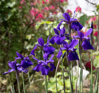 A premium art print of Dutch Iris in front of Red Roses for sale by Brandywine General Store