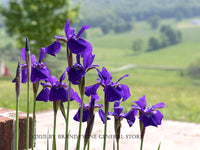 A botanical art print of Dutch Iris in front of Hay Meadows
