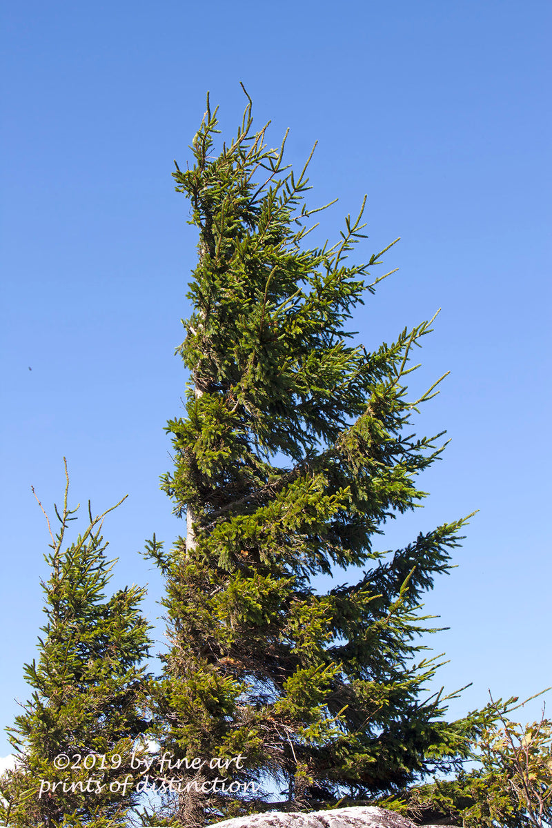 An Art Print of Father and Son Red Spruce trees in Dolly Sods WV
