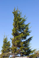 An Art Print of Father and Son Red Spruce trees in Dolly Sods WV