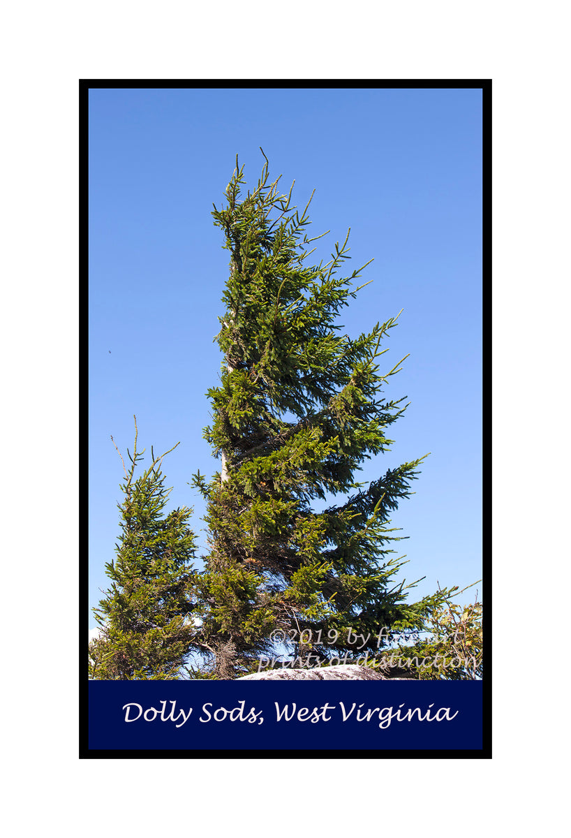 A premium quality poster of Father and Son Red Spruce Trees 