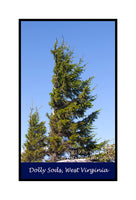 A premium quality poster of Father and Son Red Spruce Trees 