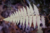 An archival art print of a Fern Frond Hanging over the Bank
