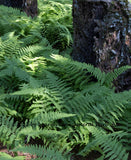 an art print of Ferns Between Corner Stumps in the deep forest