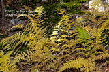 A premium quality art print of Fall Ferns in Yellow Among Green Mosses for sale by Brandywine General Store