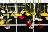 A premium quality art print of Flowers Drying in the Window 