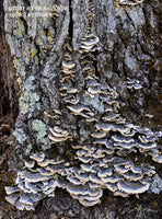 Art print of Turkey Tail Fungi in Grays and Purples Marching up the Tree