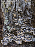 Art print of Fungi in Grays and Purples Marching up the Tree