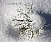 An archival art print of Gangly Snow Capped Pine Seedling