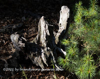 A fine art print of Ghostly Stump Scaring the Baby Pines