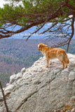 An Art Print of Golden Retriever Surveying her Domain