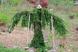 A Premium Quality Art Print of Scary Halloween Tree with Monster Head and Arms