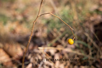Art Print of a Single Yellow Fruit on the Invasive Horse Nettle weed