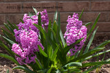 An archival Botanical Art Print of Hyacinths in Purple by a Brick Wall for sale by Brandywine General Store