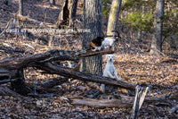 Art print of I Will Get up there Somehow showing a golden retriever put trying to get up the tree to her buddy the cat