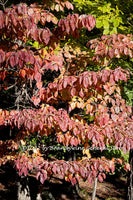 A premium quality art print of Layered Red Dogwood Leaves in the Forest