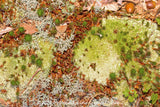 A premium quality art print of Lichen and Mosses on Bed of Pine Needles