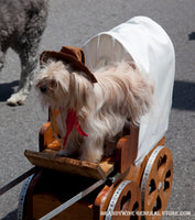 An art print of a Little Cowboy Dog going West in a Wagon showing a dog in a cowboy hat in the seat of a covered wagon