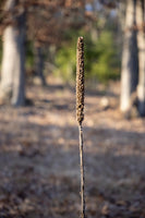 A premium quality art print of Lone Sentinel Guarding the Wooded Path