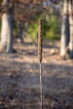 A premium quality art print of Lone Sentinel Guarding the Wooded Path
