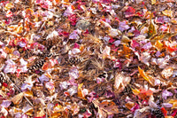 An archival art print of A Medley of Fall Colors and Cones on the Forest Floor