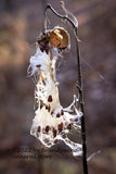 An archival botanical art print of Milkweed Pod in Full Escape