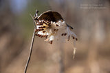 a botanical art print of Milkweed Seed Pod Fully Open