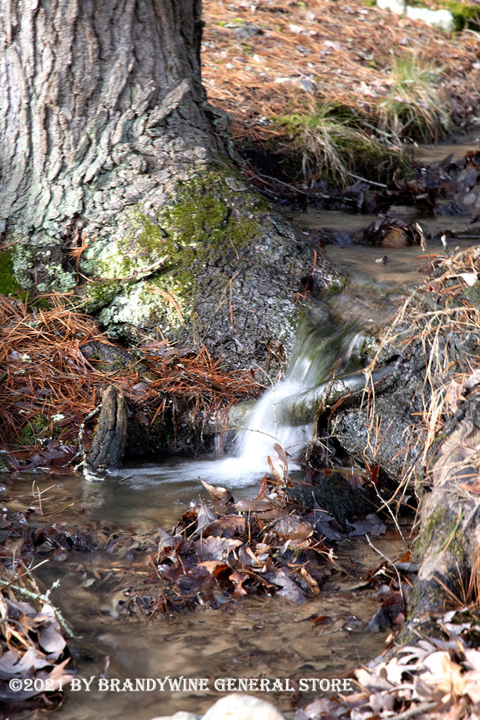 Miniature Water Fall over a Tree Root art print | Brandywine General Store