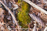 Art print of Moss, Pine Cones and Sticks on the Forest Floor in an Interesting pattern