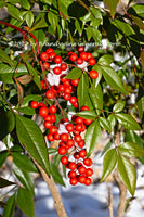 An archival art print of Nandina Berries Glistening in the Sun and Snow